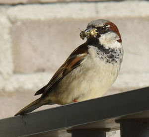 Close-up of bird perching on railing