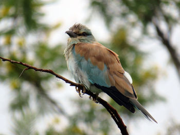 Low angle view of bird perching on branch