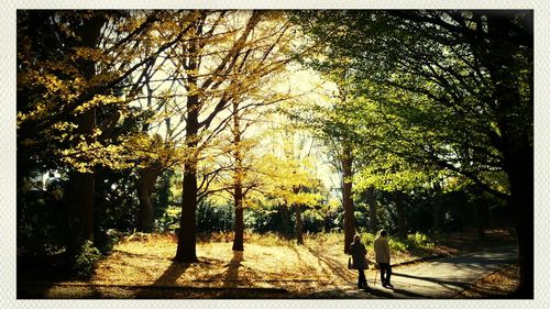 Trees in the forest