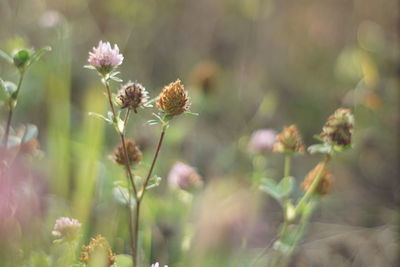 Close-up of flowering plant on field
