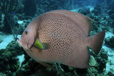 A gray angelfish swimming along the reef in roatan, honduras.