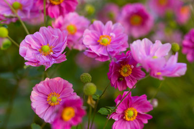 Close-up of pink flowers blooming outdoors