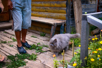 Side view of a cat