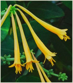 Close-up of yellow flowers