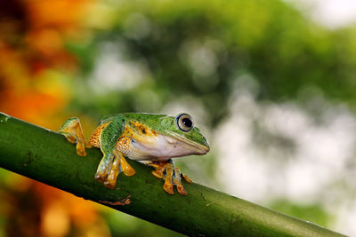 Close-up of frog on plant