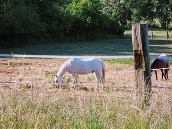 Horse grazing in field