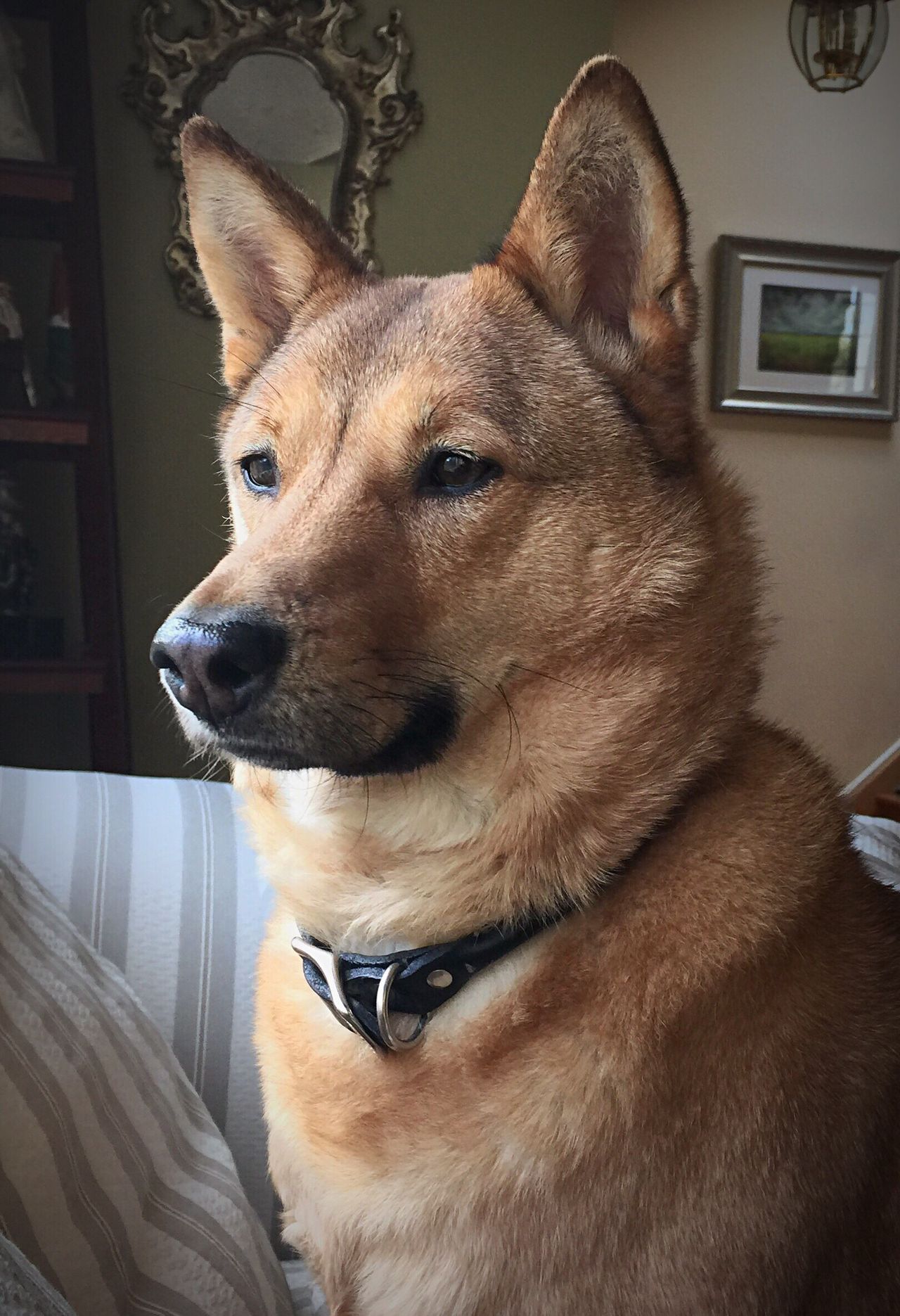 Jindo-dog