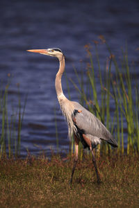 High angle view of gray heron on beach