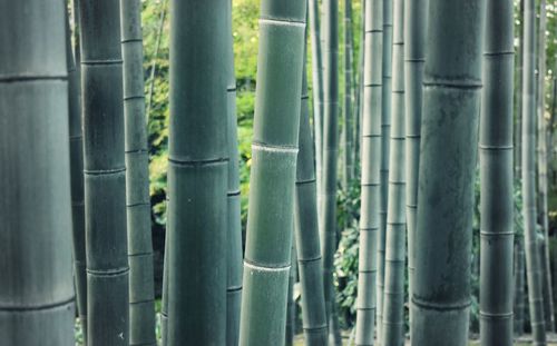 Full frame shot of bamboo plants