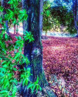 Trees growing in park