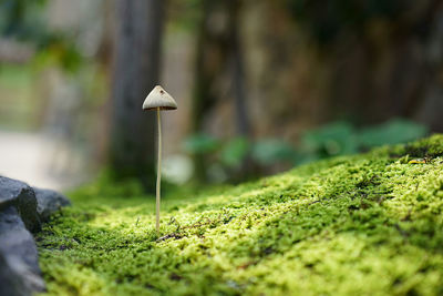 Close-up of mushroom growing on field