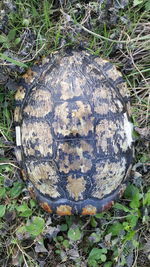 High angle view of shell on field