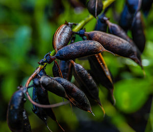 Close-up of fruit growing on plant