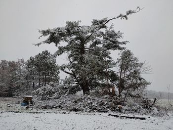 Trees on snow covered field against sky