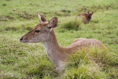 The javan rusa or sunda sambar or rusa timorensis at ranca upas, ciwidey, bandung, indonesia