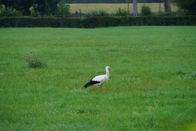 Bird in a field