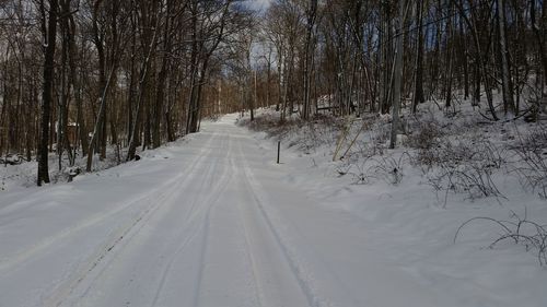 Road passing through forest