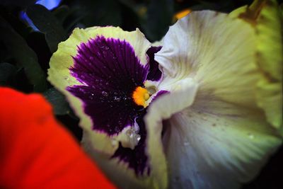 Close-up of purple flower blooming outdoors