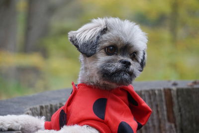 Close-up of dog looking away