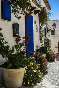 Plants growing in a house