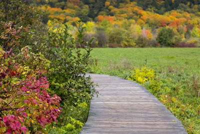 Footpath amidst flowering plants and trees during autumn