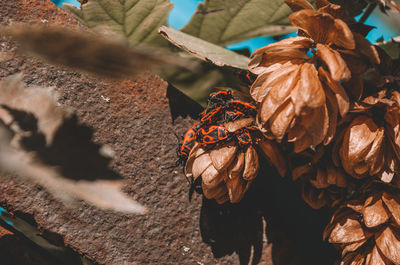 Close-up of dry leaves on plant