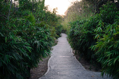 Narrow footpath amidst plants