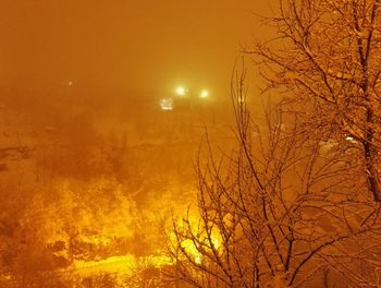 Bare tree against sky at night