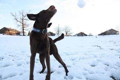 Dog on snow field against sky