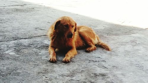 Portrait of dog sitting outdoors