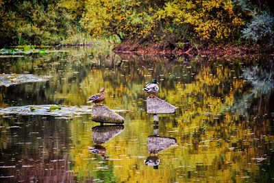 Ducks in lake