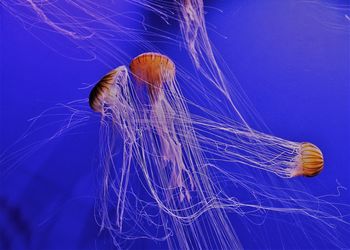 Jellyfish swimming in sea