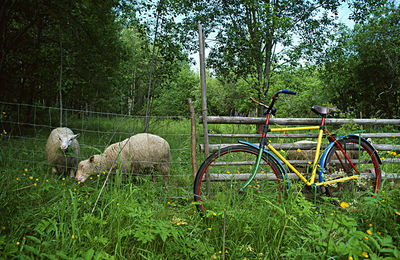 Bicycle in park