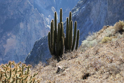 Scenic view of mountains