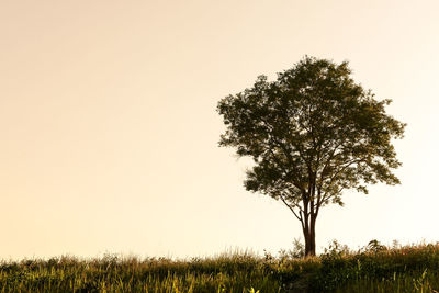 Low angle view of trees against clear sky