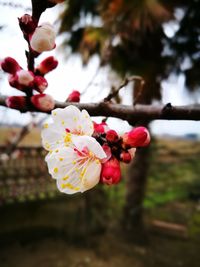 Close-up of pink flowers blooming on tree