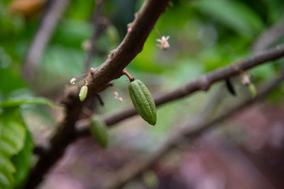 Cocoa on the cocoa tree