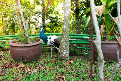 Potted plants on tree trunk in yard