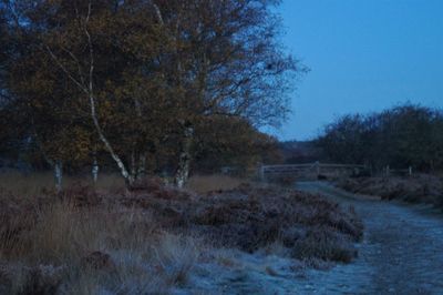 Trees by water against sky