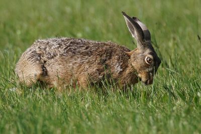 Close-up of rabbit on grass