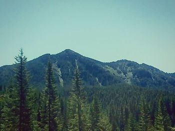 Pine trees in forest against clear blue sky