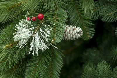 Close-up of pine tree