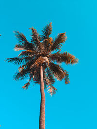 Low angle view of coconut palm tree against clear blue sky