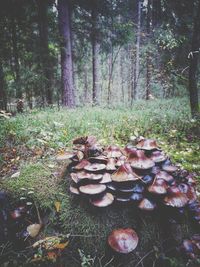 Mushrooms growing on field in forest