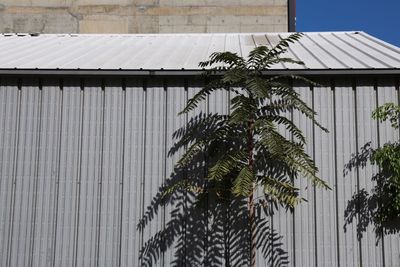 Low angle view of tree by building