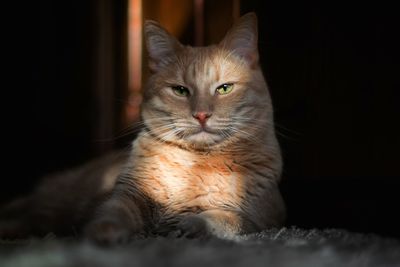 Portrait of a cat looking away