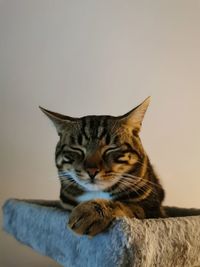 Close-up of cat against wall