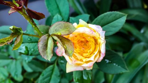 Close-up of yellow flower blooming outdoors