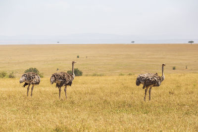 Ostriches on the savanna landscape in africa