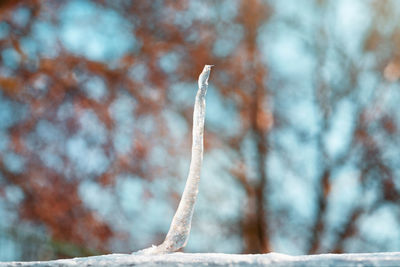 Close-up of frozen plant against sky